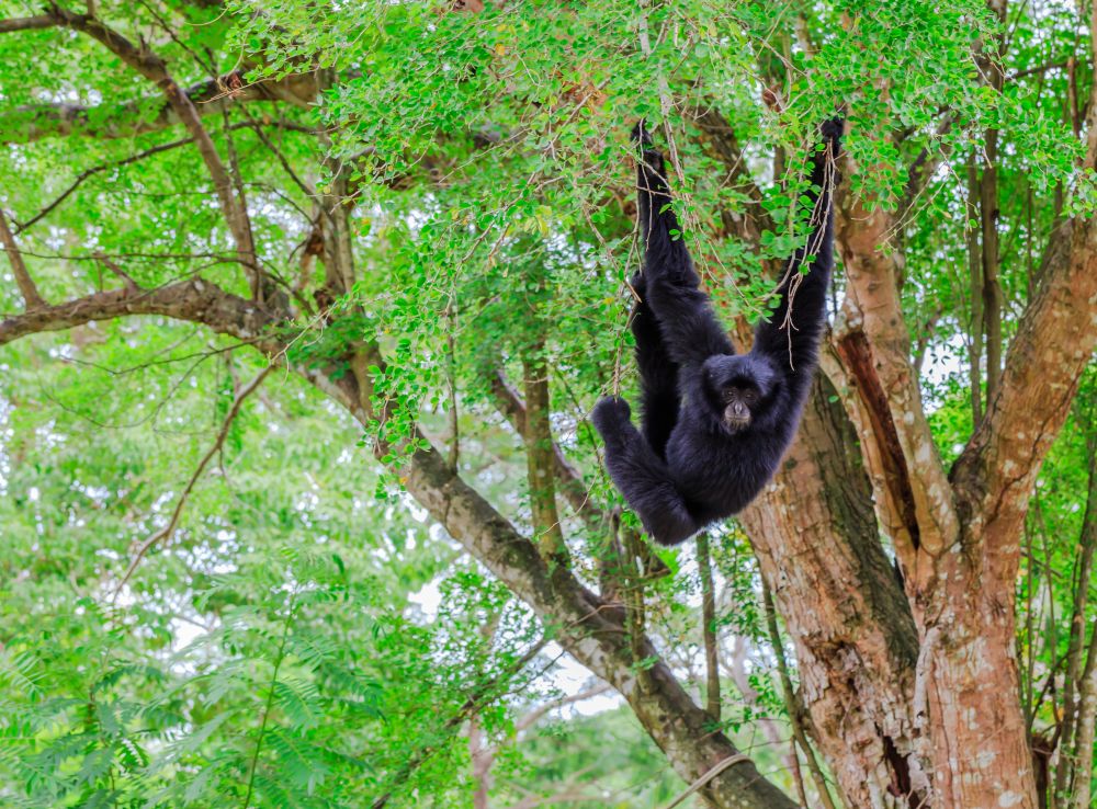 Tierwelt von Belize