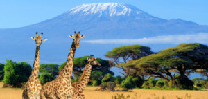 Kilimanjaro, Safari, Sansibar