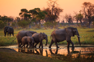 Erlebnisreisen Safaris Afrika